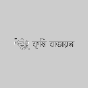 FTIP- BAU লিচু-১