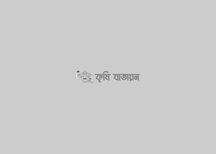 চাঁদপুরে কৃষি অফিসের পরামর্শে ভুট্টা চাষে কৃষকের সাফল্য