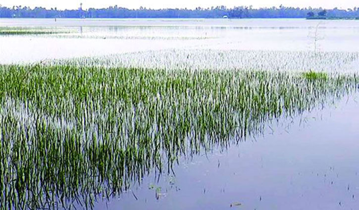 বন্যার পরে কৃষকদের করণীয়