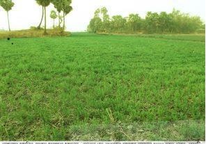 মুসুরের আধুনিক জাত সমুহ