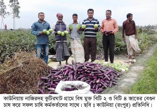 কাউনিয়ায় বিষ মুক্ত বিটি বেগুন চাষে কৃষকের অভাবনীয় সাফল্যে