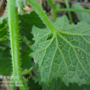 বাঙ্গির সাদা মাছি পোকা