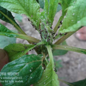 ডাটার জাব পোকা