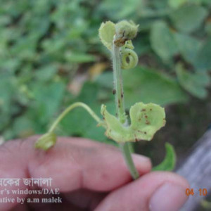 পটলের পাতা মোড়ানো পোকা