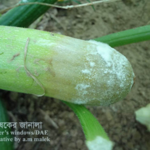 স্কোয়াসের হোয়াইট মোল্ড রোগ