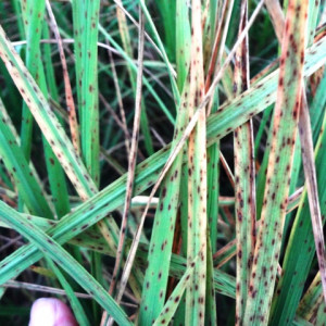 ধানের বাদামী দাগ রোগ