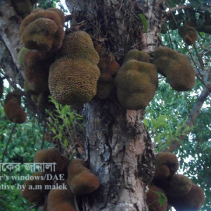 কাঁঠালের ফল বিকৃতি