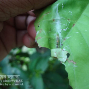 জামরুলের পাতা মোড়ানো পোকা