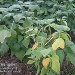 ঝাড়শিমের নেতিয়ে পড়া রোগ